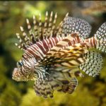 Invasive lionfish